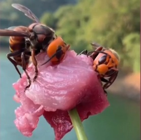 顾客怀疑猪肉被老鼠咬过，店老板直呼冤枉！一查“凶手”竟是它
