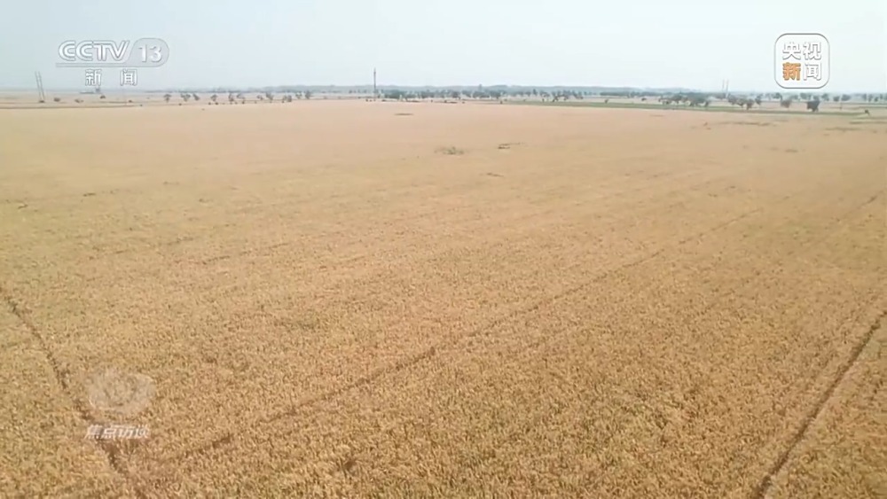 麦收效率大幅提升！来看这些“新麦客”→