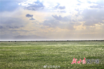 夏日山丹军马场风光旖旎