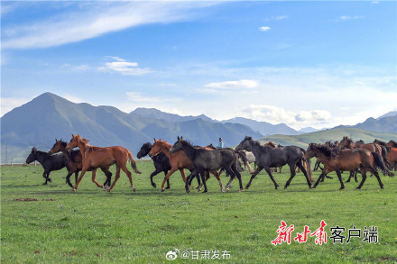 夏日山丹军马场风光旖旎