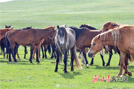 夏日山丹军马场风光旖旎