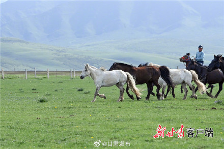 夏日山丹军马场风光旖旎