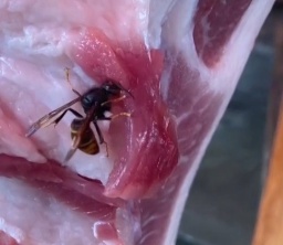 顾客怀疑猪肉被老鼠咬过，店老板直呼冤枉！一查“凶手”竟是它