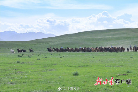 夏日山丹军马场风光旖旎