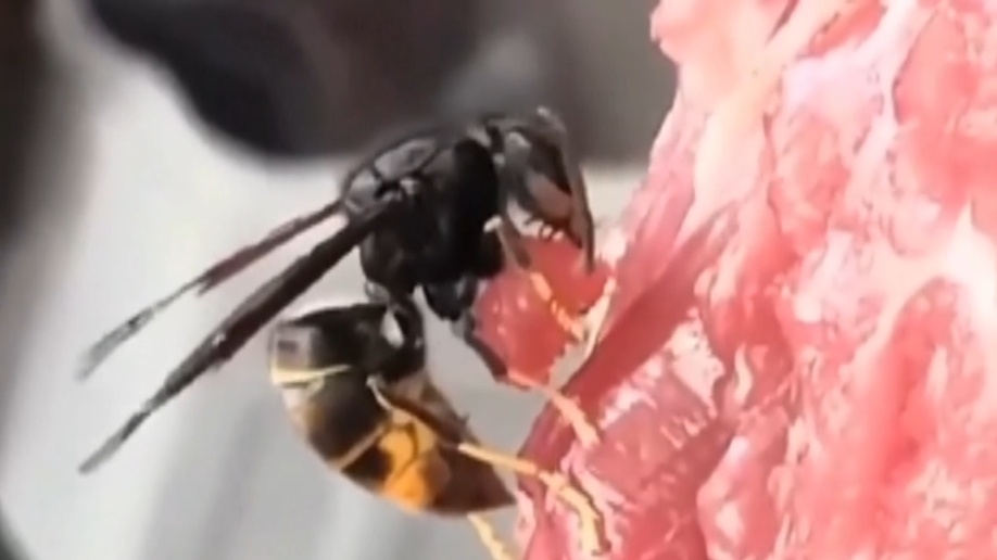 顾客怀疑猪肉被老鼠咬过，店老板直呼冤枉！一查“凶手”竟是它