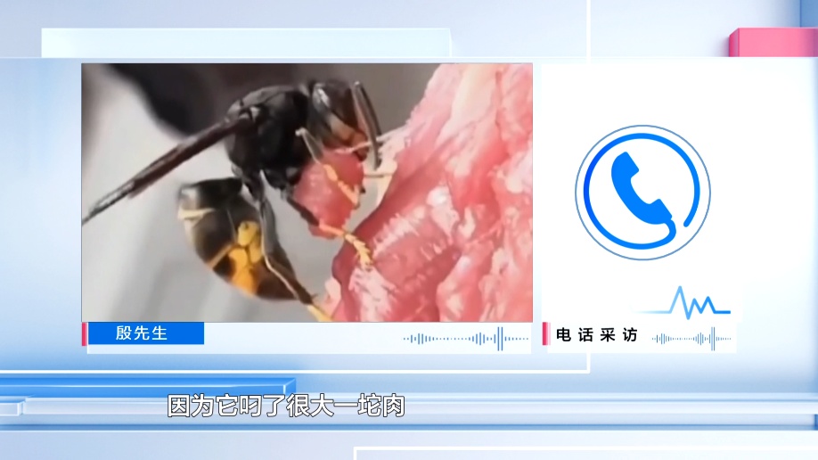 顾客怀疑猪肉被老鼠咬过，店老板直呼冤枉！一查“凶手”竟是它