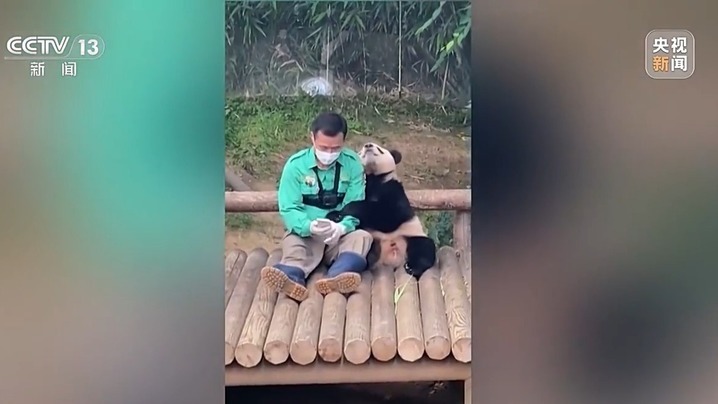 是幸福的“宝”！“福宝”收获的爱跨越国界