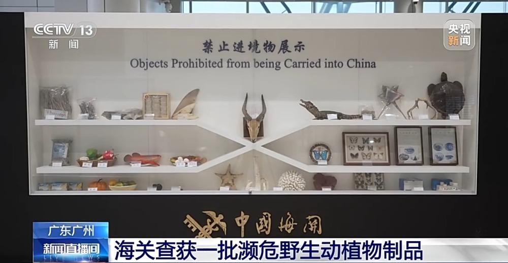 海关接连查获!奶粉罐、饰品竟成象牙制品等的藏匿工具 海关接连查获!奶粉罐、饰品竟成象牙制品等的藏匿工具
