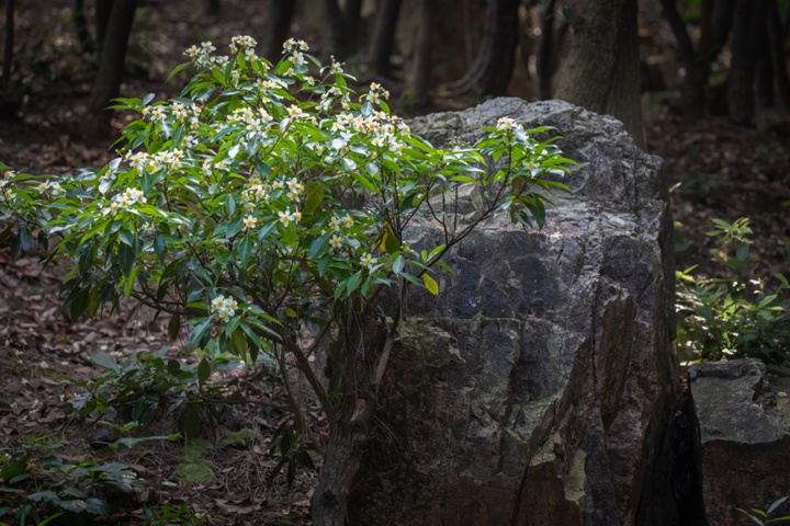 长在树上的荷花,开啦! 长在树上的荷花,开啦!