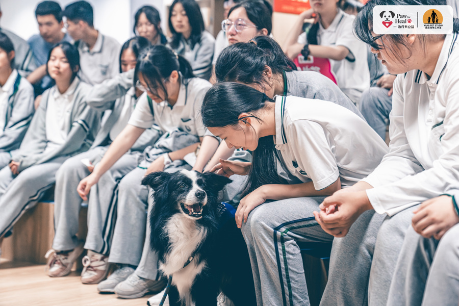 当一群志愿者，把心爱的宠物狗训练成“治疗犬”