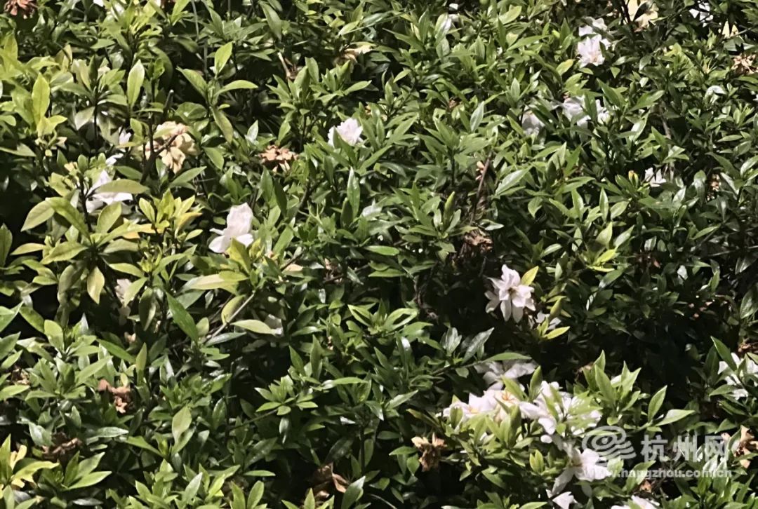 太突然,价格猛涨10倍!商家直呼“做梦都没想过!”但很多人都搞混了…… 太突然,价格猛涨10倍!商家直呼“做梦都没想过!”但很多人都搞混了……