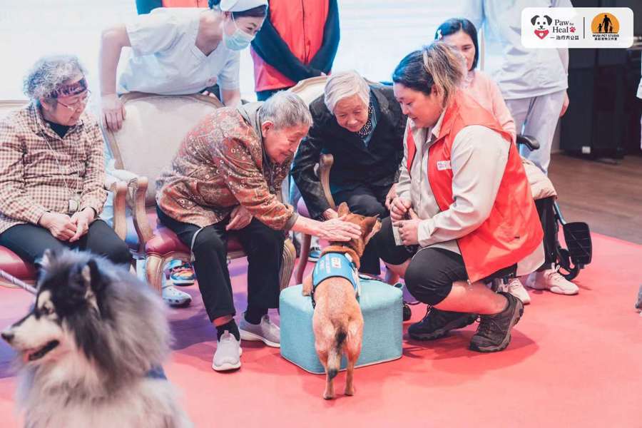 当一群志愿者，把心爱的宠物狗训练成“治疗犬”