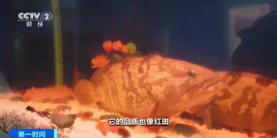 产量世界第一！你爱吃的它，便宜了