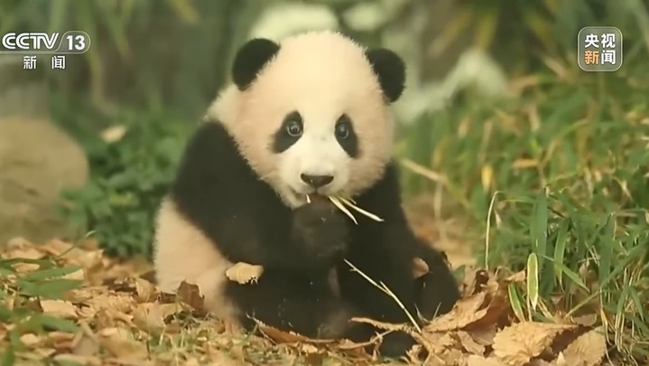 是幸福的“宝”！“福宝”收获的爱跨越国界