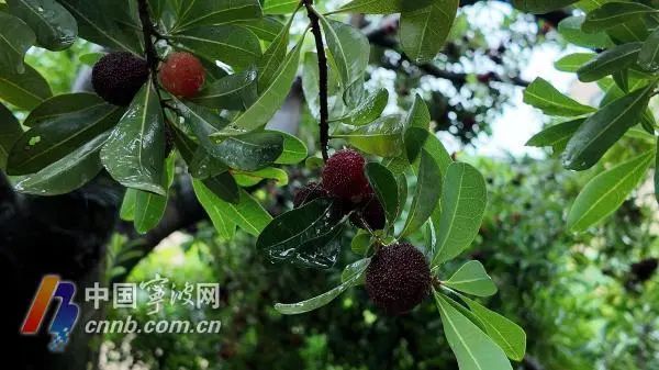 杨梅怎么挑？怎么吃？怎么保存？专家来支招
