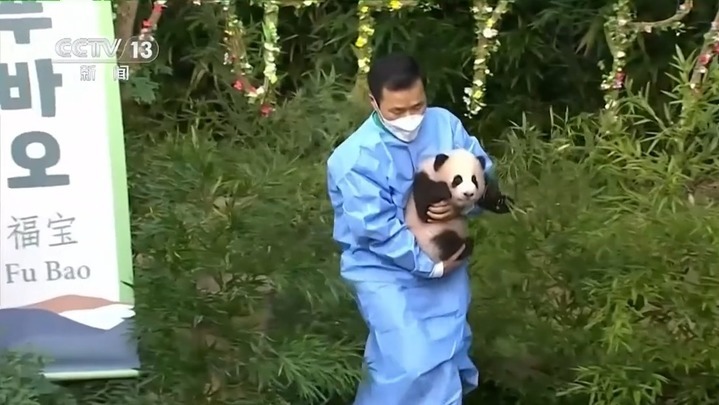 是幸福的“宝”！“福宝”收获的爱跨越国界