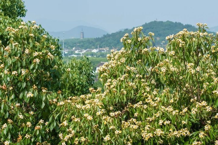 长在树上的荷花,开啦! 长在树上的荷花,开啦!