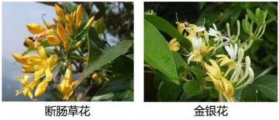 一家五口全中招,2人进ICU!爱做这件事的福州人注意:此物剧毒! 一家五口全中招,2人进ICU!爱做这件事的福州人注意:此物剧毒!