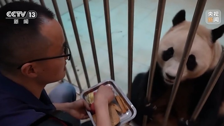 是幸福的“宝”！“福宝”收获的爱跨越国界