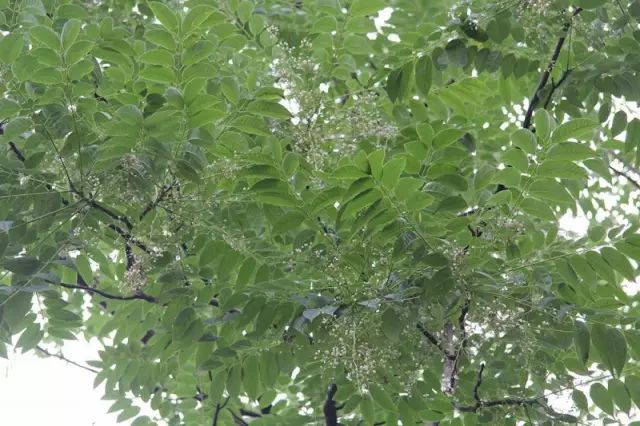 萱草指代母亲，哪种植物代表父亲呢？来全面了解它→