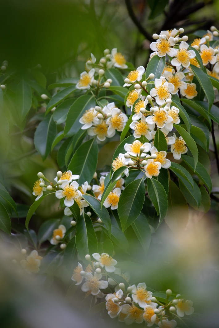 长在树上的荷花,开啦! 长在树上的荷花,开啦!