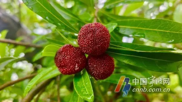 杨梅怎么挑？怎么吃？怎么保存？专家来支招