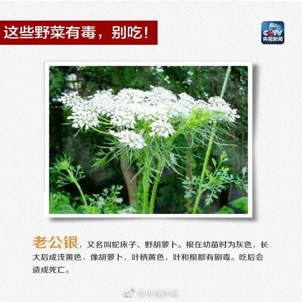 一家五口全中招,2人进ICU!爱做这件事的福州人注意:此物剧毒! 一家五口全中招,2人进ICU!爱做这件事的福州人注意:此物剧毒!