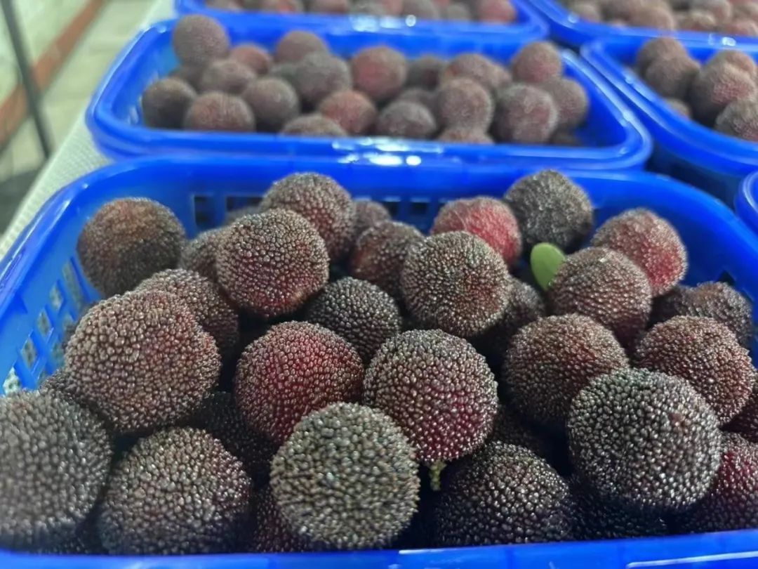 被深夜的杭州机场惊到！这批顶流水果太火了，国外卖到30元一颗！