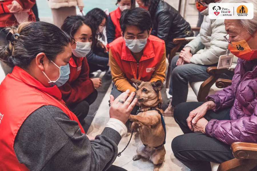 当一群志愿者，把心爱的宠物狗训练成“治疗犬”