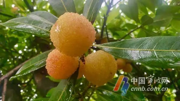 杨梅怎么挑？怎么吃？怎么保存？专家来支招