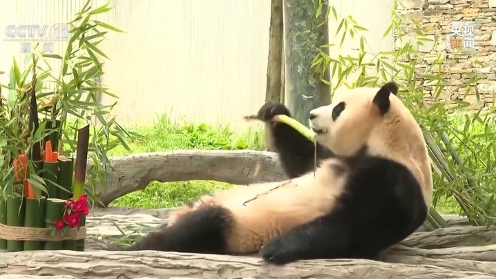 是幸福的“宝”！“福宝”收获的爱跨越国界