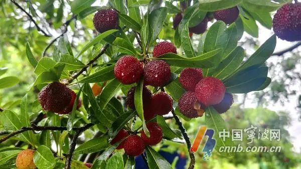 杨梅怎么挑？怎么吃？怎么保存？专家来支招