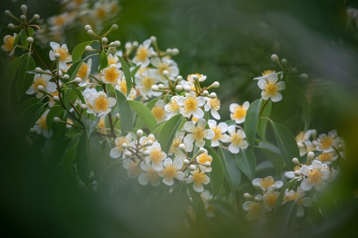 长在树上的荷花,开啦! 长在树上的荷花,开啦!