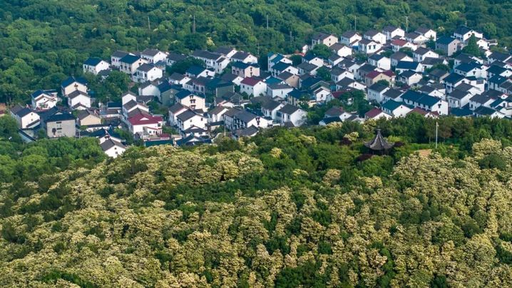 长在树上的荷花,开啦! 长在树上的荷花,开啦!