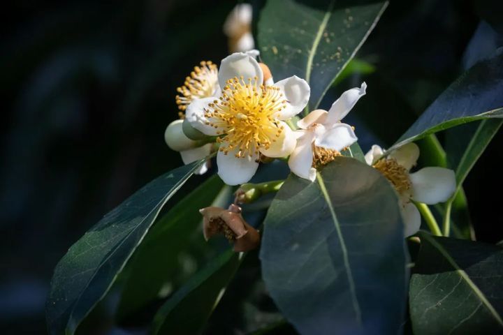 长在树上的荷花,开啦! 长在树上的荷花,开啦!