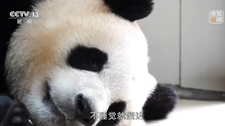 是幸福的“宝”！“福宝”收获的爱跨越国界