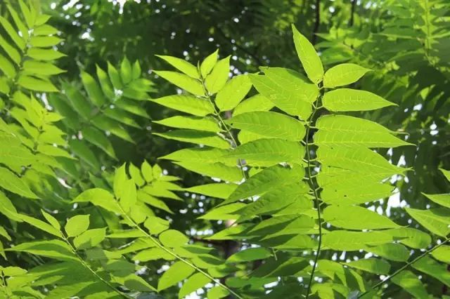 萱草指代母亲，哪种植物代表父亲呢？来全面了解它→