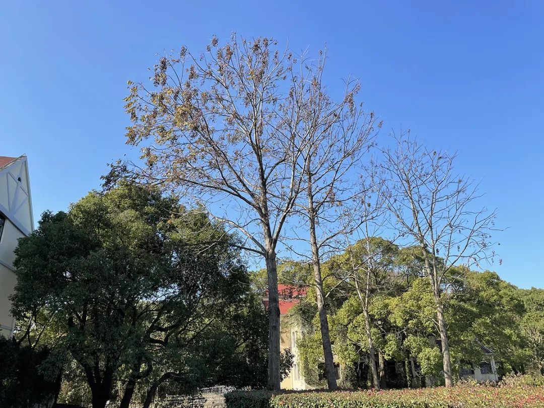 萱草指代母亲，哪种植物代表父亲呢？来全面了解它→