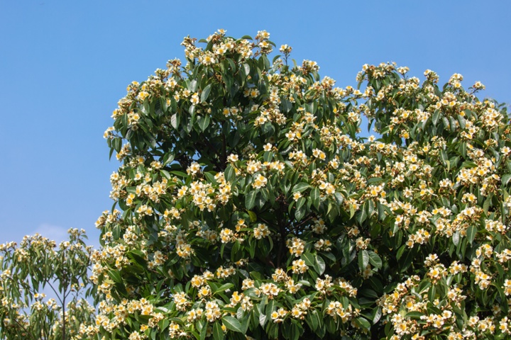 长在树上的荷花,开啦! 长在树上的荷花,开啦!