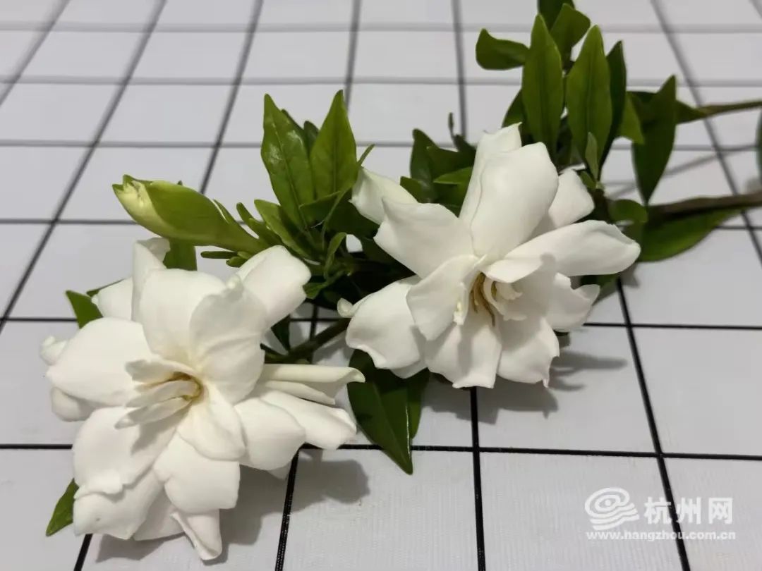 太突然,价格猛涨10倍!商家直呼“做梦都没想过!”但很多人都搞混了…… 太突然,价格猛涨10倍!商家直呼“做梦都没想过!”但很多人都搞混了……