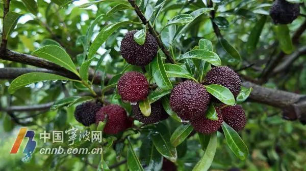 杨梅怎么挑？怎么吃？怎么保存？专家来支招