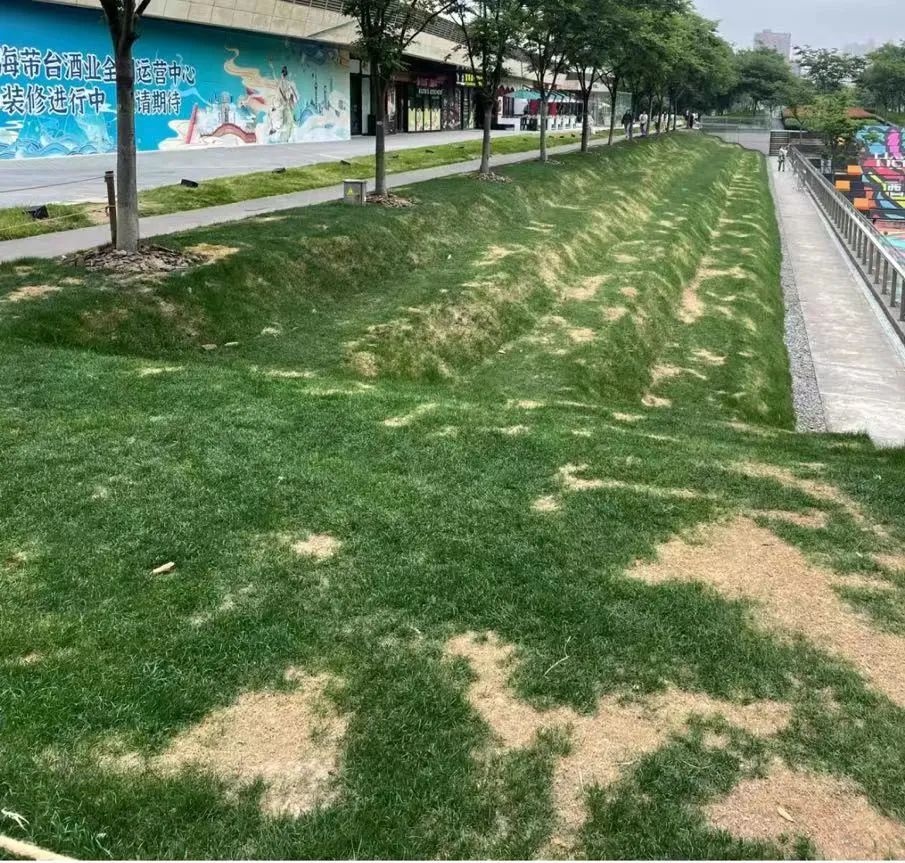 被躺到“斑秃”的网红草坪开启养护模式，负责人：预计1个月