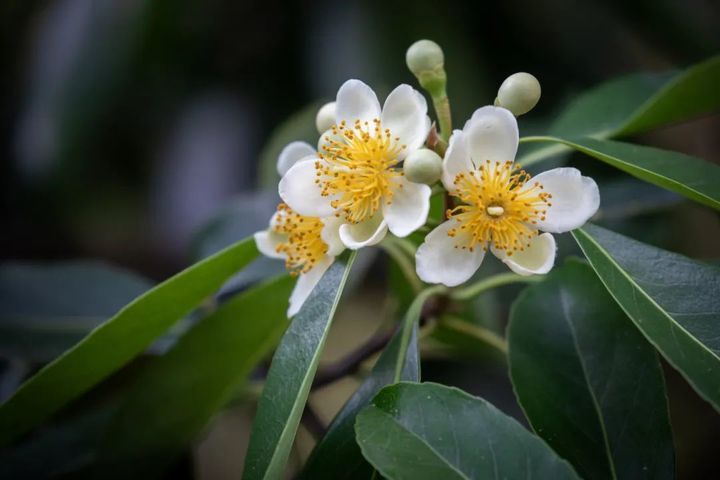 长在树上的荷花,开啦! 长在树上的荷花,开啦!