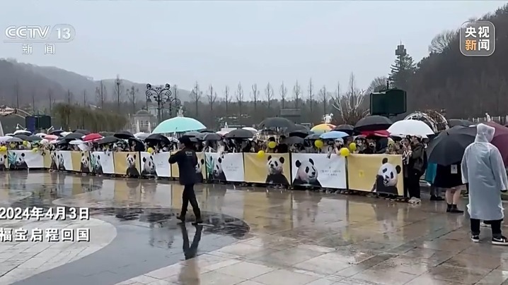 是幸福的“宝”！“福宝”收获的爱跨越国界