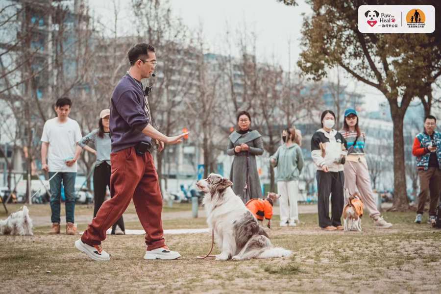 当一群志愿者，把心爱的宠物狗训练成“治疗犬”