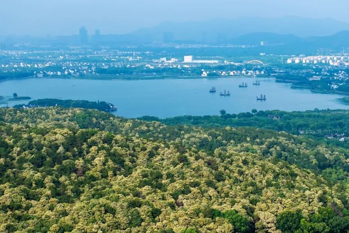 长在树上的荷花,开啦! 长在树上的荷花,开啦!