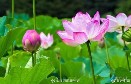 江西11万亩莲花竞相绽放