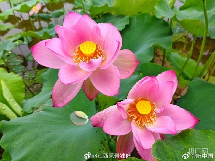 江西11万亩莲花竞相绽放