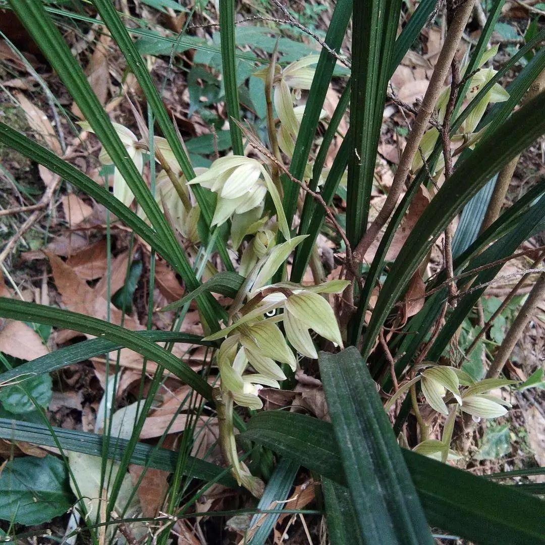 提醒!已有人被抓,这种花看着不起眼,可千万不能采挖、购买 提醒!已有人被抓,这种花看着不起眼,可千万不能采挖、购买