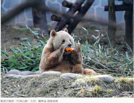 秦岭大熊猫研究中心：关于“陕西人民阻止大熊猫七仔出国”的传闻不实